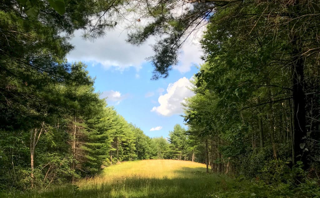 A field surrounded by evergreen trees at Stewarts Creek