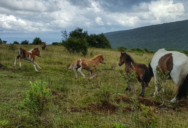 Wild ponies frolic at Grayson Highlands State Park